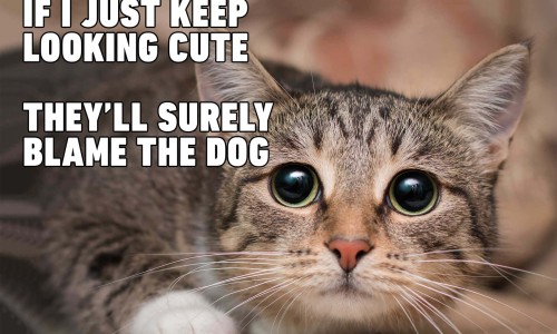 月子里头吹风了会怎么样-月子期间吹了风会头痛怎么办网 - 网站提供坐月子风吹了头疼怎么补救小常识、坐月子吹风了头痛怎么办